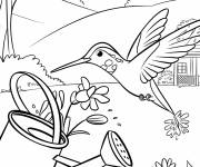 Coloriage Un colibri pr&egrave;s d&rsquo;un arrosoir