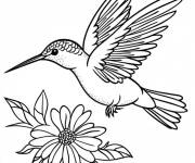 Coloriage Un Colibri qui a trouv&eacute; une fleur