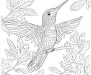 Coloriage Un colibri regardant en haut