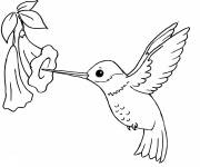 Coloriage Un colibri r&eacute;gulier
