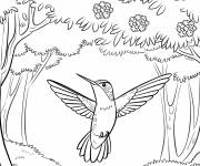 Coloriage Un colibri se promene dans la foret