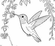 Coloriage Un colibri sirote le nectar d&rsquo;une vigne