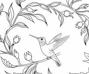 Coloriage Un colibri sur une branche courb&eacute;e