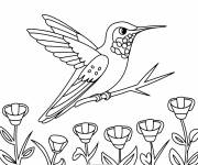Coloriage Un colibri sur une brindille