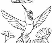 Coloriage Un colibri vise une minuscule fleur