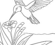 Coloriage Vol gracieux du colibri