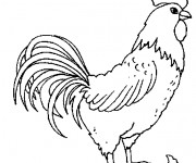 Coloriage Coq 3