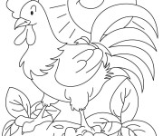 Coloriage Coq 40