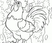 Coloriage Coq 41