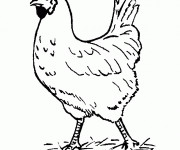 Coloriage et dessins gratuit Coq dans la ferme à imprimer