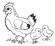 Coloriage et dessins gratuit Poulet et ses petits à imprimer