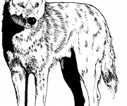 Coloriage Coyote à découper