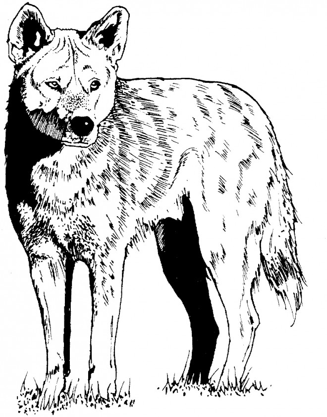 Coloriage et dessins gratuits Coyote à découper à imprimer