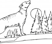 Coloriage Coyote dans la forêt