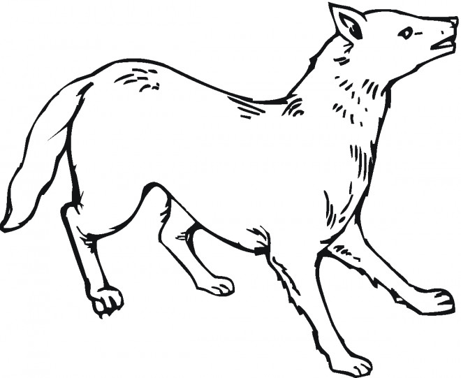 Coloriage et dessins gratuits Coyote en couleur à imprimer