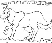 Coloriage Coyote en noir et blanc