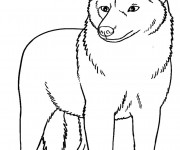 Coloriage Coyote maternelle