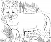 Coloriage et dessins gratuit Coyote portrait à imprimer