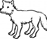 Coloriage Coyote simple