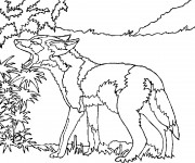 Coloriage Coyote stylis&eacute;
