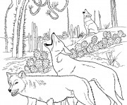 Coloriage Coyotes dans la nature