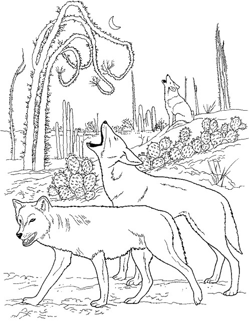 Coloriage et dessins gratuits Coyotes dans la nature à imprimer