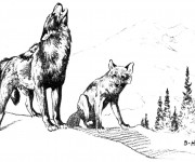 Coloriage Images des Coyotes