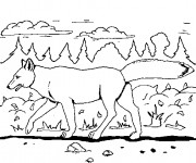 Coloriage Un Coyote qui marche