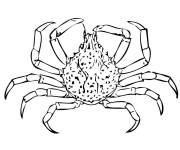 Coloriage Crabe à neuf épines