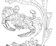 Coloriage et dessins gratuit Crabe avec des coquillages à imprimer