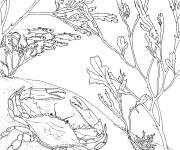 Coloriage Crabe bleu au fond de l'oc&eacute;an