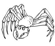 Coloriage Crabe fant&ocirc;me de l'oc&eacute;an
