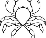 Coloriage Crabe porcelaine