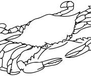 Coloriage Crabe réaliste