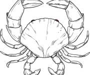 Coloriage Crabe réaliste animal sous marin pour enfant