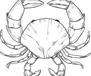 Coloriage Crabe r&eacute;aliste animal sous marin pour enfant