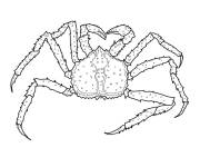 Coloriage Crabe royal