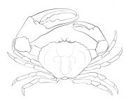 Coloriage Crabe Tasmanien