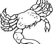 Coloriage Crabe Uca