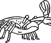 Coloriage Crabe vue de face