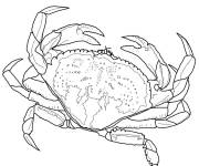 Coloriage Un crabe dormeur