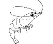 Coloriage Animal crevette &agrave; t&eacute;l&eacute;charger