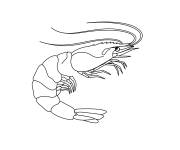 Coloriage Animal marin crevette