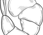 Coloriage et dessins gratuit Carapace de la crevette à imprimer