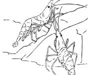 Coloriage Couple de crevette