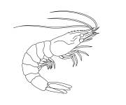 Coloriage Crevette cp