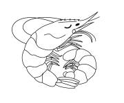 Coloriage Crevette enroul&eacute; dans une coquille