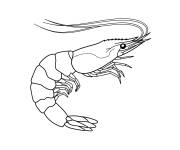 Coloriage Crevette facile