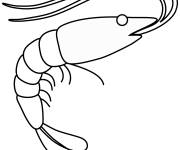 Coloriage Crevette facilement dessin&eacute;