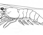 Coloriage Crevette Gambas